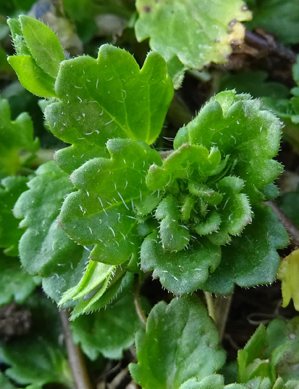 Veronica persica / Veronica di Persia